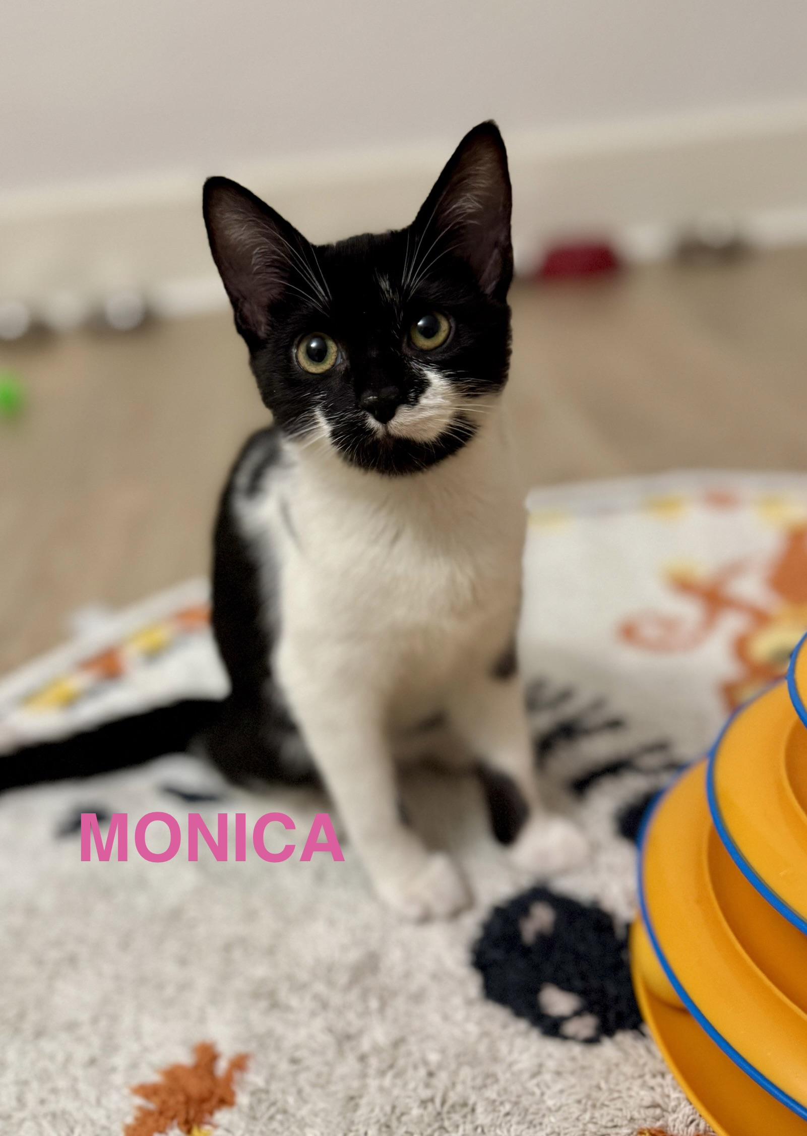 Monica, a ADOPTABLE Domestic Short Hair in Montclair, NJ image 2/6