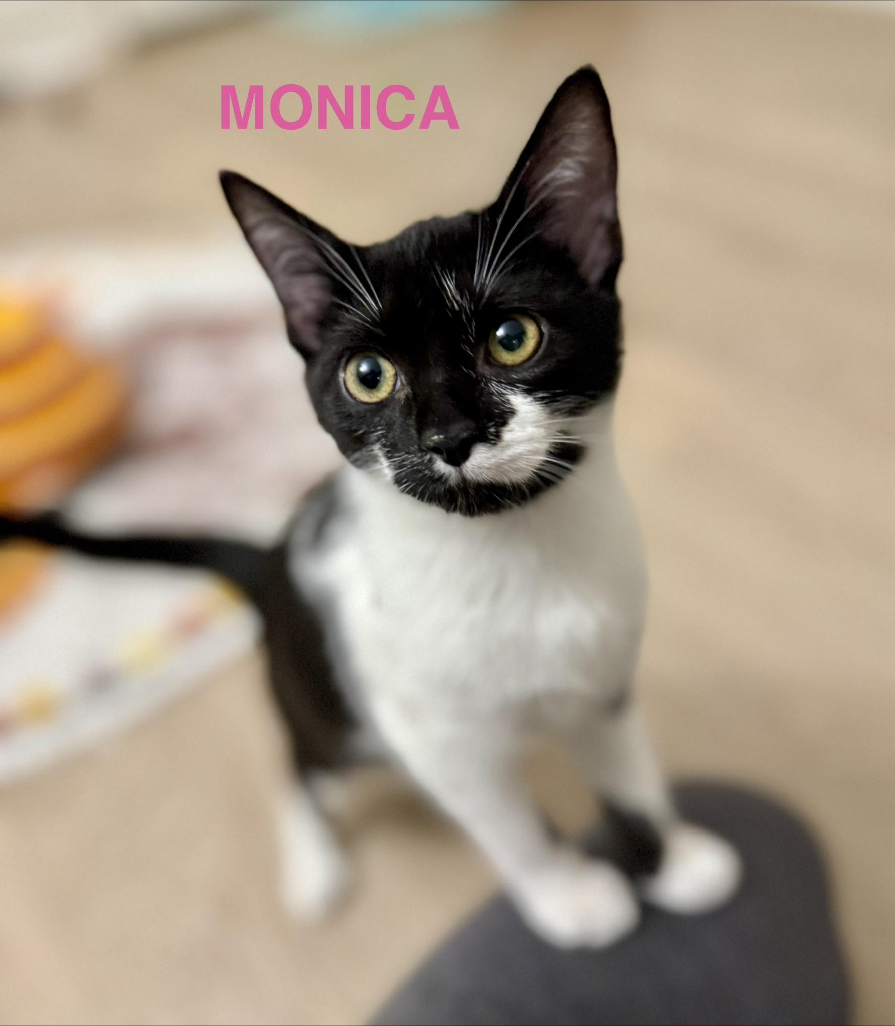 Monica, a ADOPTABLE Domestic Short Hair in Montclair, NJ image 3/6