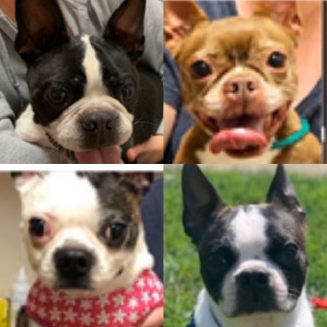 **DONATIONS**, a Adoptable Boston Terrier in Mesa, AZ image 4/10