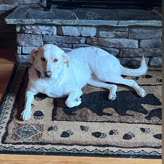 Enlarge JAZZY, a Adoptable mixed breed in Cincinnati, OH image 5/5