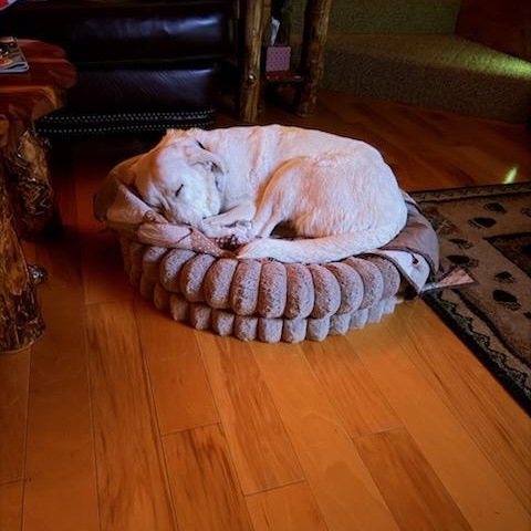 Enlarge JAZZY, a Adoptable mixed breed in Cincinnati, OH image 3/5