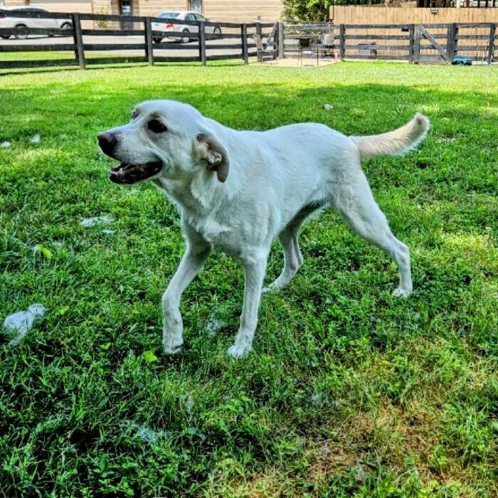 JAZZY, Adoptable, Adult Female Yellow Labrador Retriever.