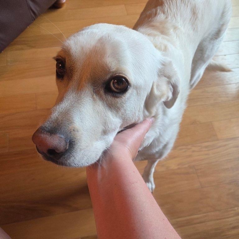 Enlarge JAZZY, a Adoptable mixed breed in Cincinnati, OH image 4/5