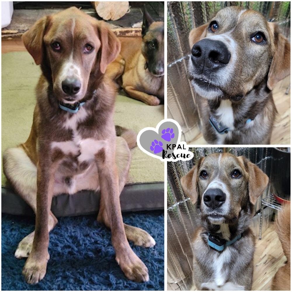 Bear - Eagleson Litter, Adoptable, Adult Male Mixed Breed & Mixed Breed.