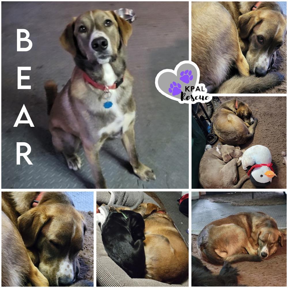 Bear - Eagleson Litter, Adoptable, Adult Male Mixed Breed & Mixed Breed.