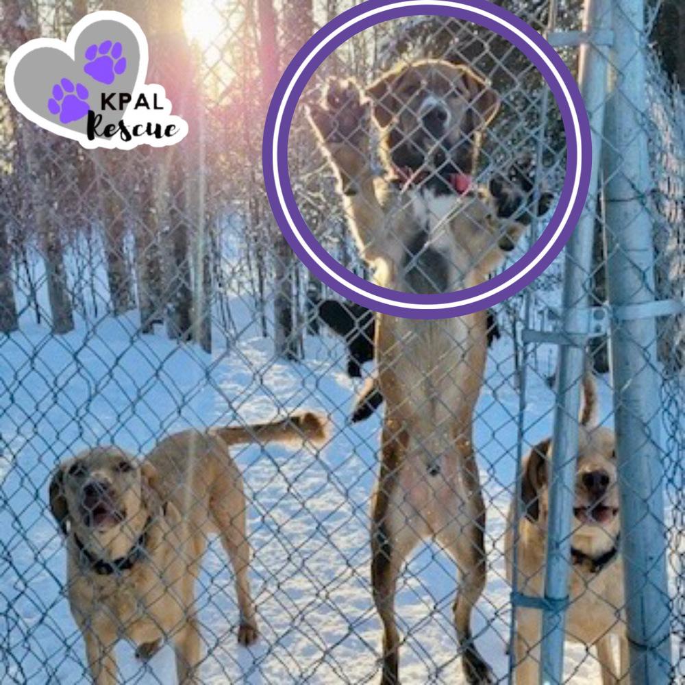 Enlarge Bear - Eagleson Litter, a Adoptable mixed breed in Kenai, AK image 3/6