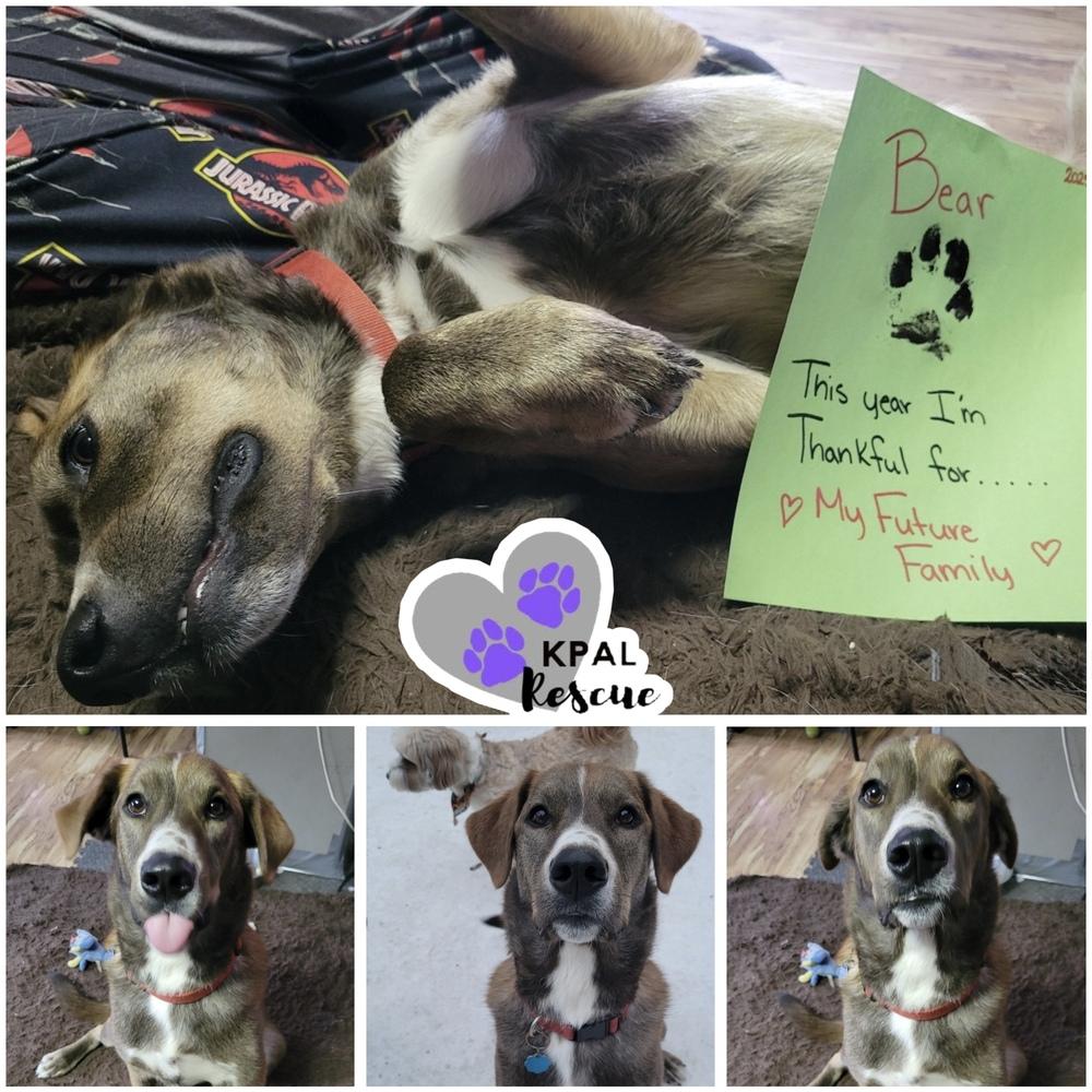 Bear - Eagleson Litter, a Adoptable mixed breed in Kenai, AK image 2/6