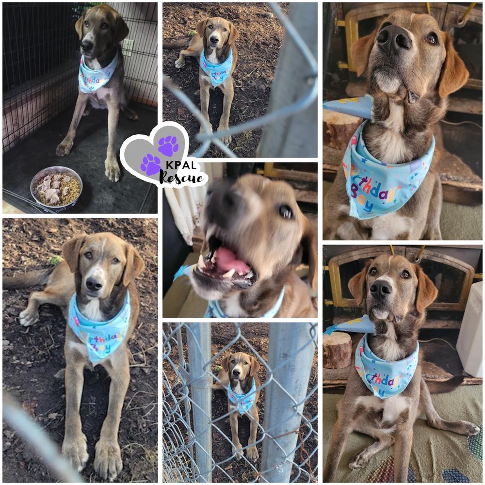 Bear - Eagleson Litter, a Adoptable mixed breed in Kenai, AK image 4/6