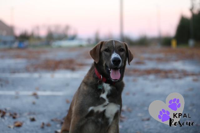 Bear - Eagleson Litter, a Adoptable mixed breed in Kenai, AK image 3/6