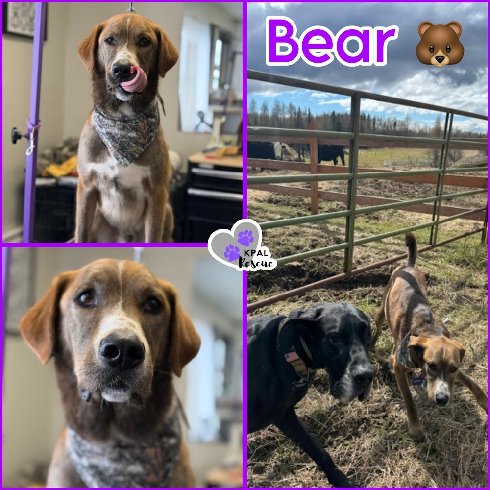 Enlarge Bear - Eagleson Litter, a Adoptable mixed breed in Kenai, AK image 5/6