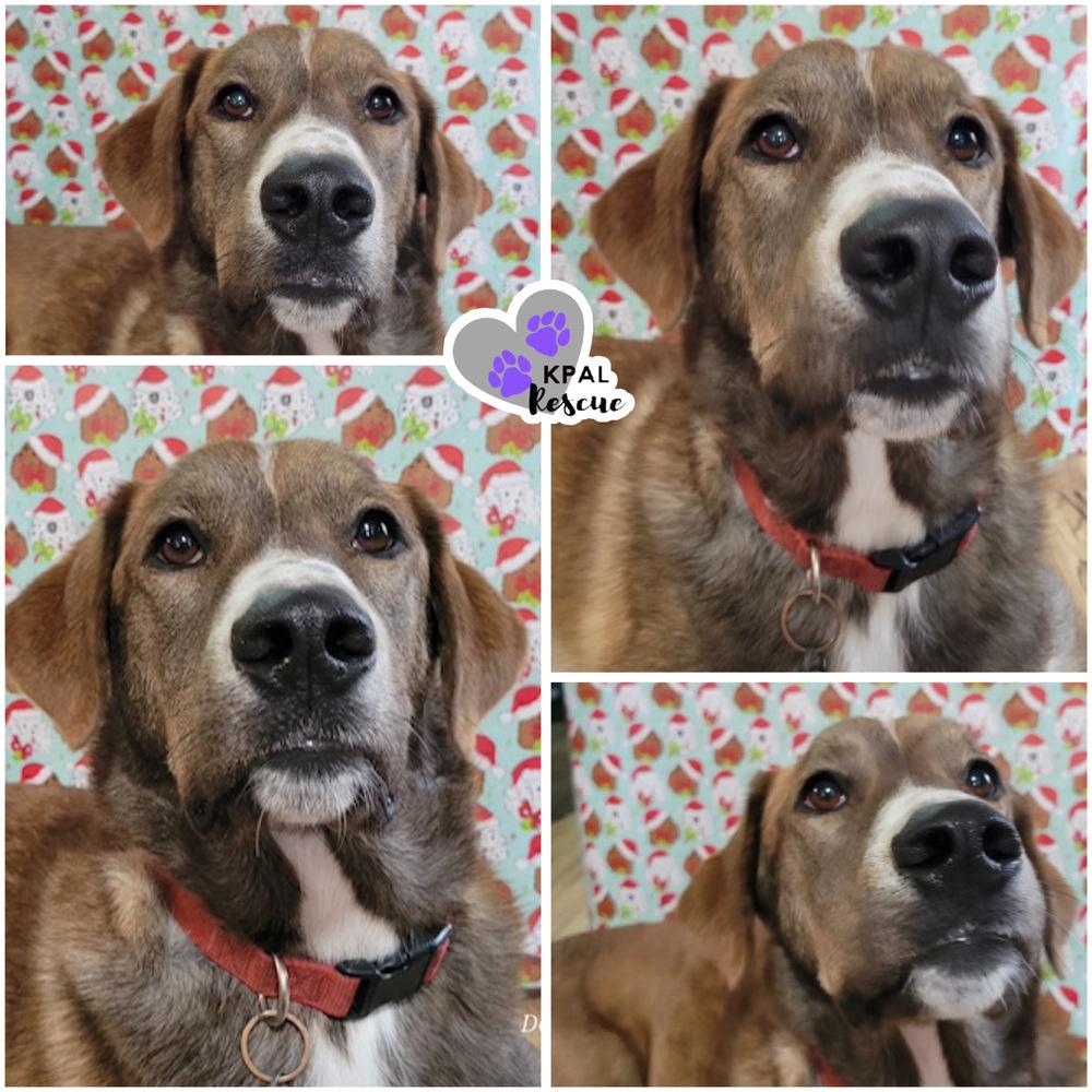 Bear - Eagleson Litter, Adoptable, Adult Male Mixed Breed & Mixed Breed.