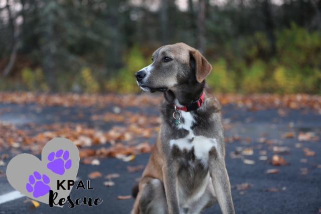 Bear - Eagleson Litter, a Adoptable mixed breed in Kenai, AK image 5/6