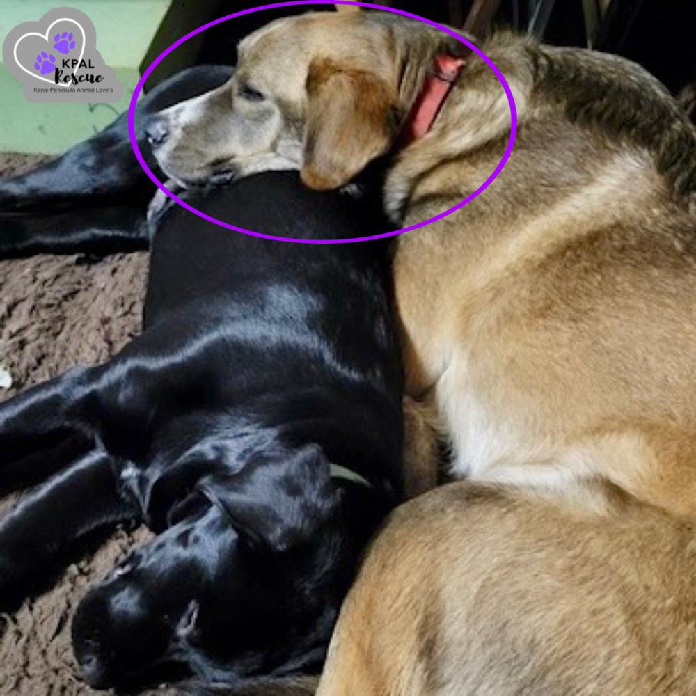 Bear - Eagleson Litter, a Adoptable mixed breed in Kenai, AK image 6/6