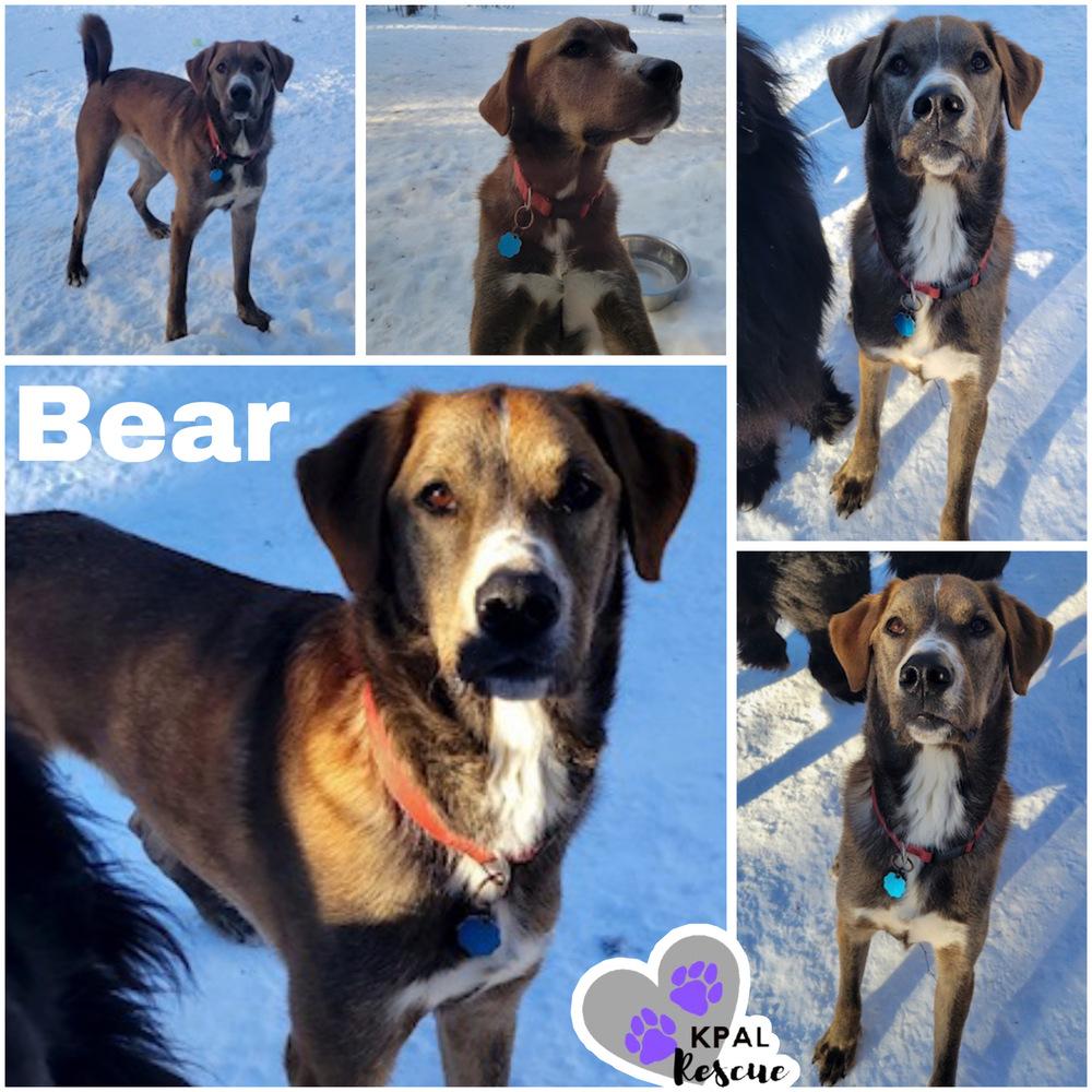 Enlarge Bear - Eagleson Litter, a Adoptable mixed breed in Kenai, AK image 6/6