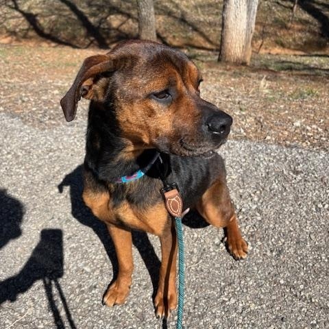 Enlarge Jeff, a Adoptable mixed breed in Meeker, OK image 3/5