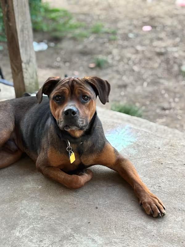 Enlarge Jeff, a Adoptable mixed breed in Meeker, OK image 5/5