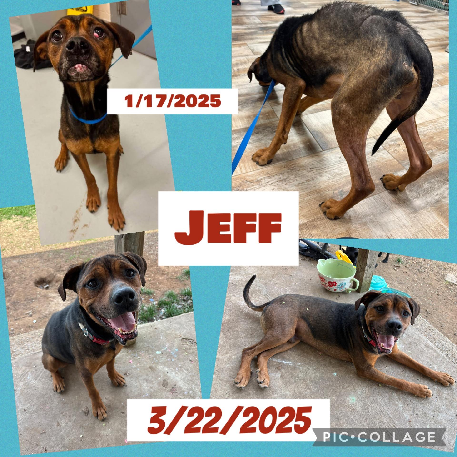 Enlarge Jeff, a Adoptable mixed breed in Meeker, OK image 2/5