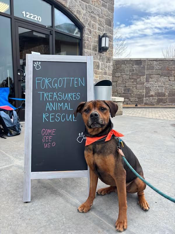 Jeff, Adoptable, Adult Male Hound.