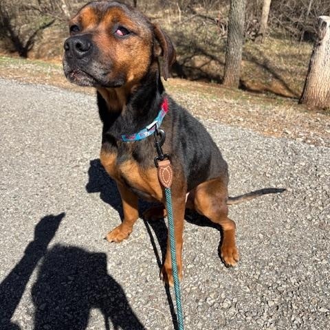 Enlarge Jeff, a Adoptable mixed breed in Meeker, OK image 4/5