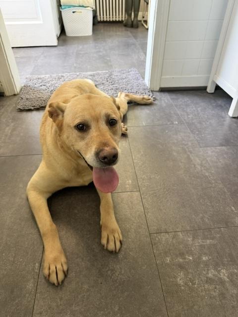 Nellie, ADOPTABLE, Adult Female Labrador Retriever & Yellow Labrador Retriever.
