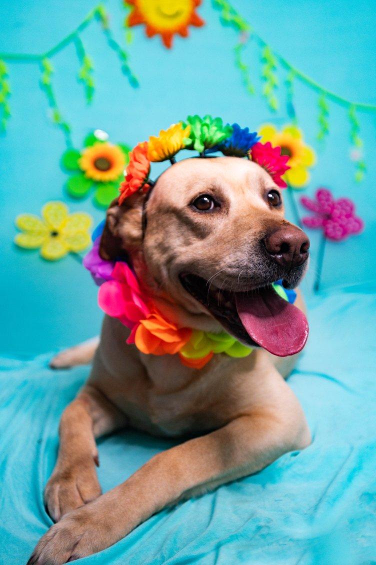 Nellie, ADOPTABLE, Adult Female Yellow Labrador Retriever.
