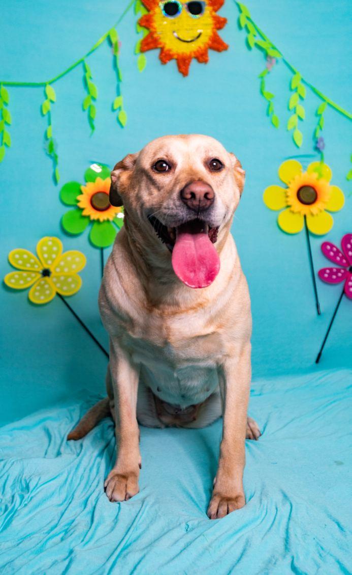 Enlarge Nellie, a ADOPTABLE mixed breed in Manhasset, NY image 2/4