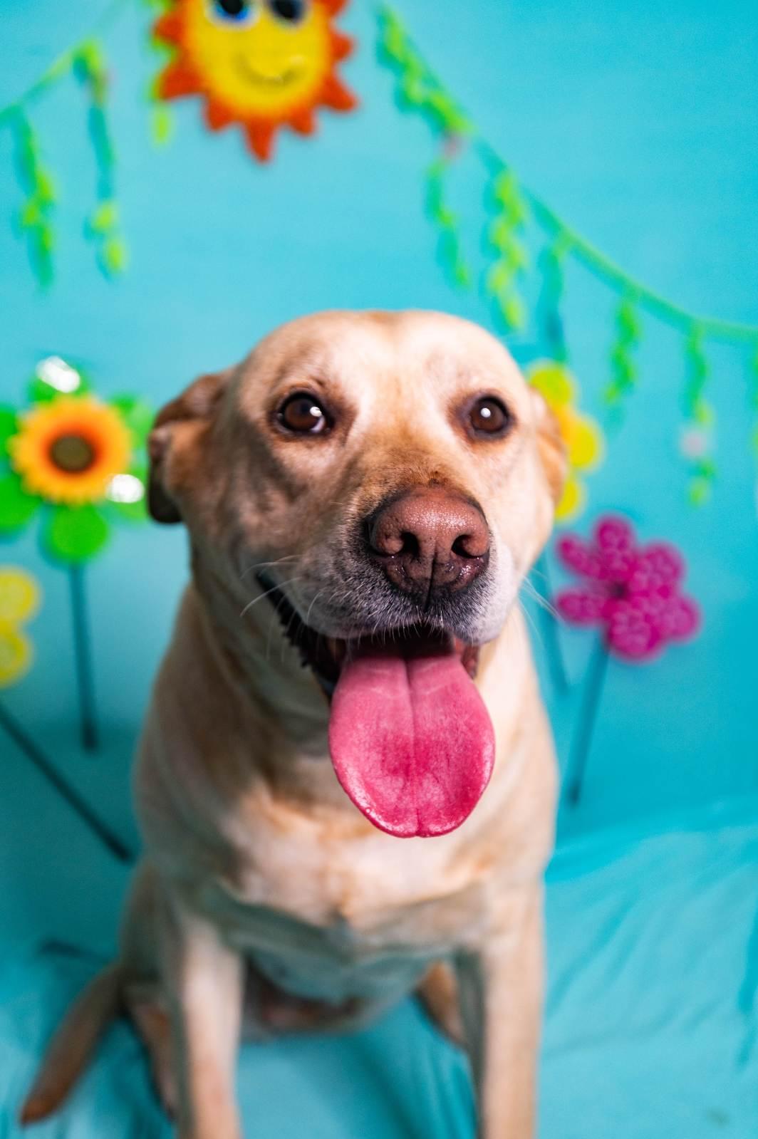 Enlarge Nellie, a ADOPTABLE mixed breed in Manhasset, NY image 3/4