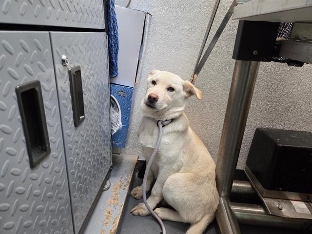 Enlarge LYNYRD SKYNYRD, a Adoptable mixed breed in Antioch, CA image 1/1