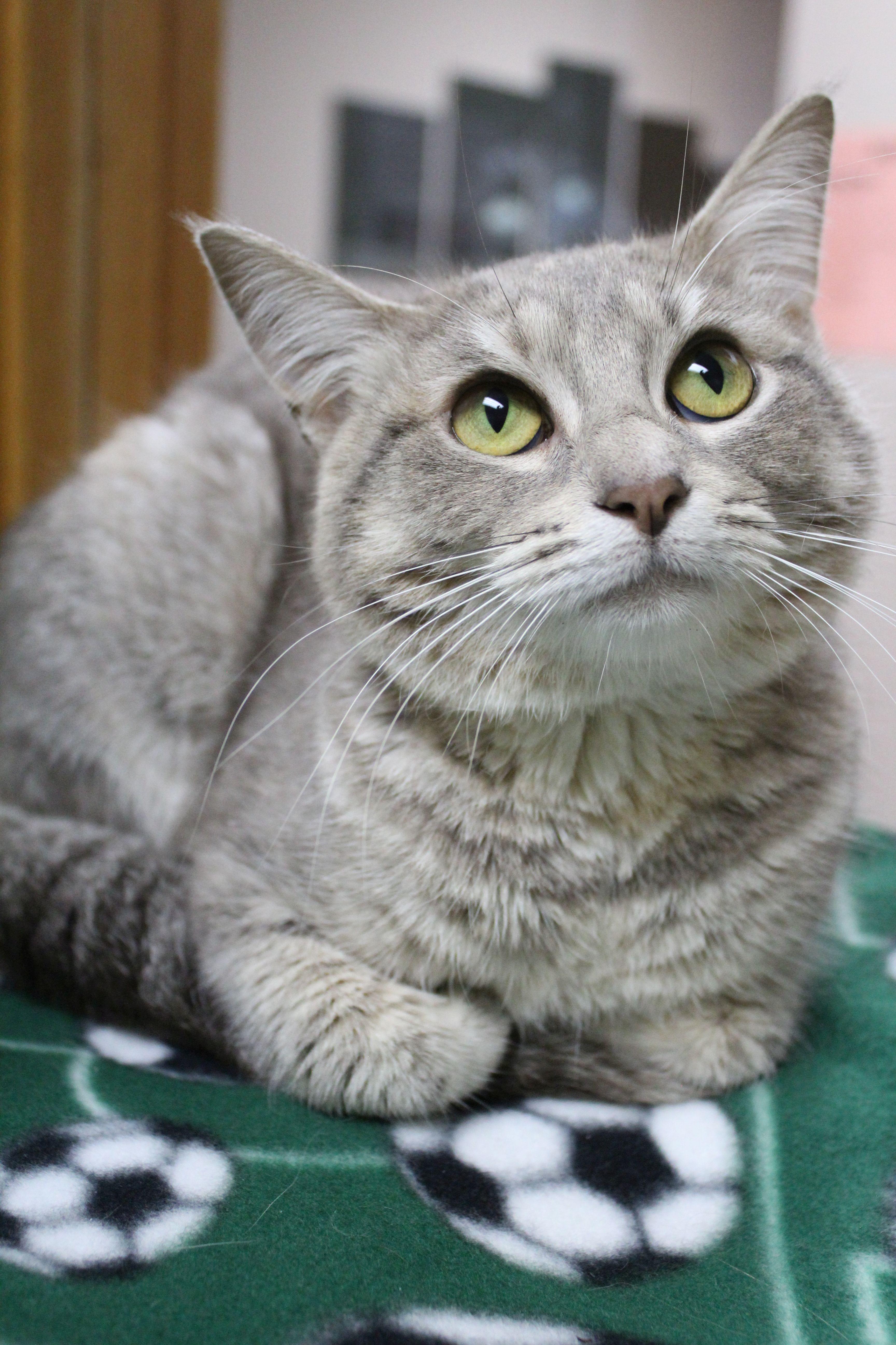 Nanz, ADOPTABLE, Young Female Tabby.