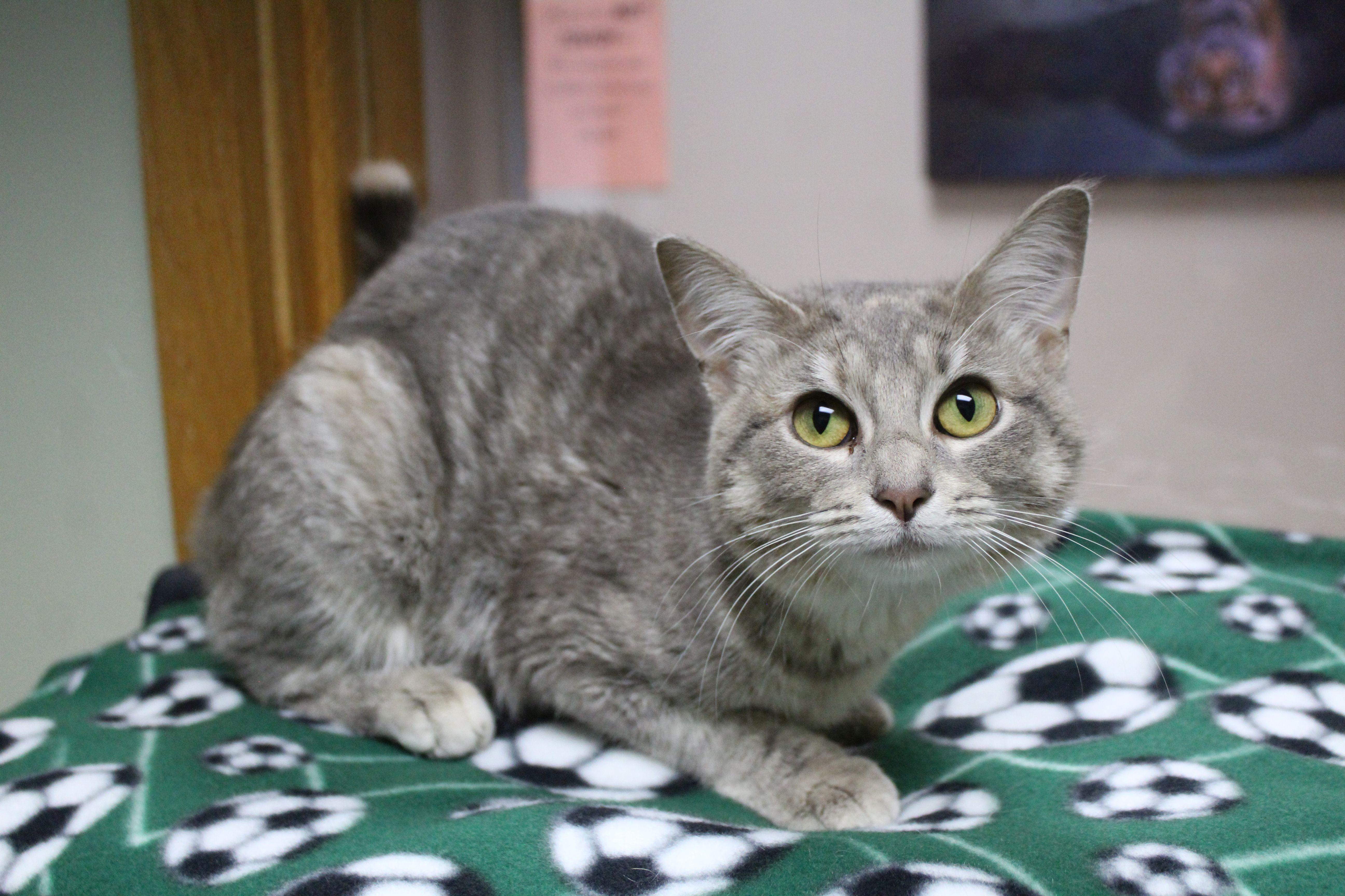 Enlarge Nanz, a ADOPTABLE Tabby in Portage, WI image 2/2