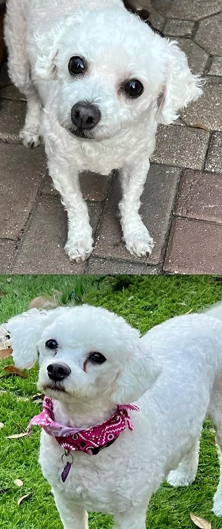 Enlarge Samantha & Romeo, a Adoptable Bichon Frise in Hudson, FL image 1/1