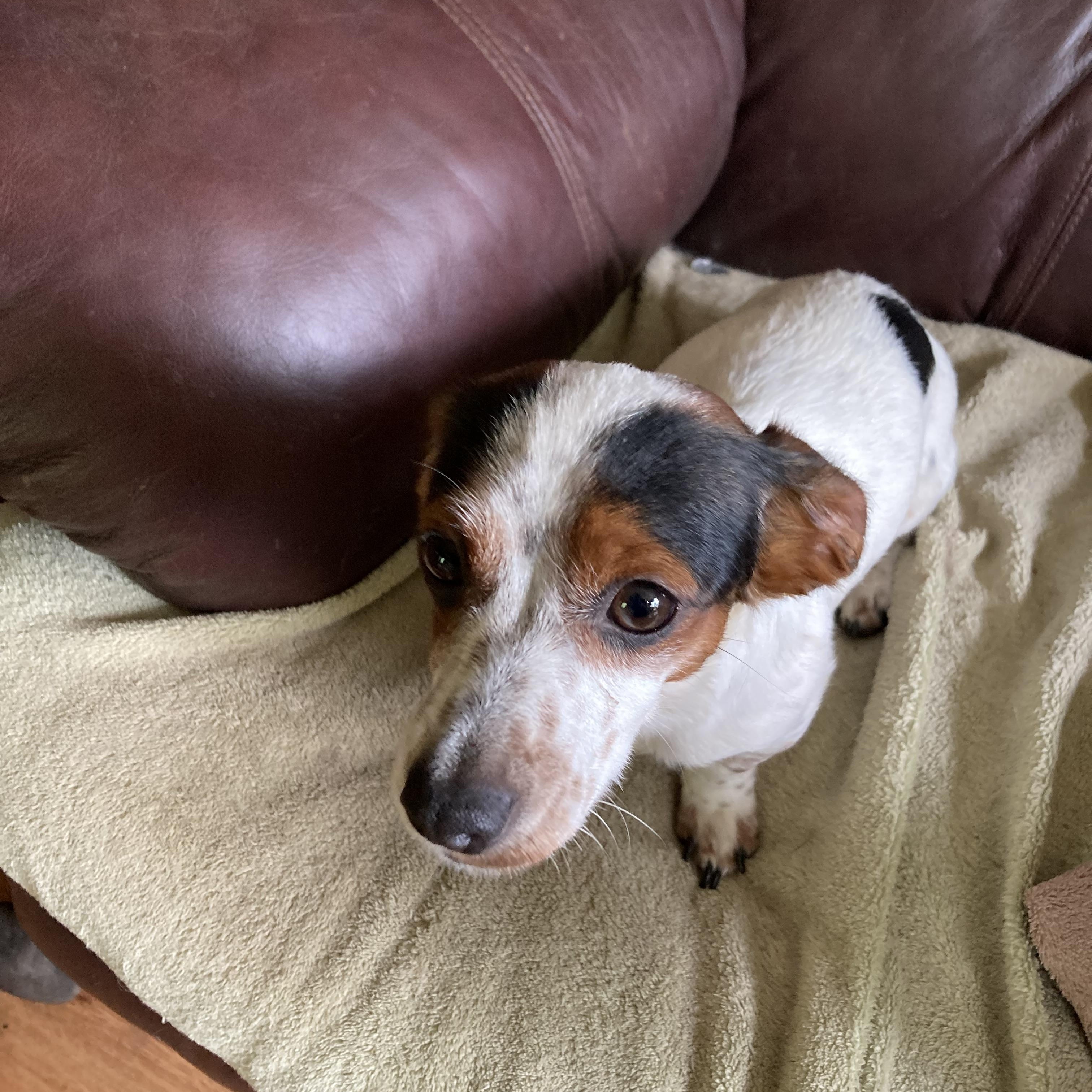 HOLLY, Adopted, Young Female Dachshund & Jack Russell Terrier.
