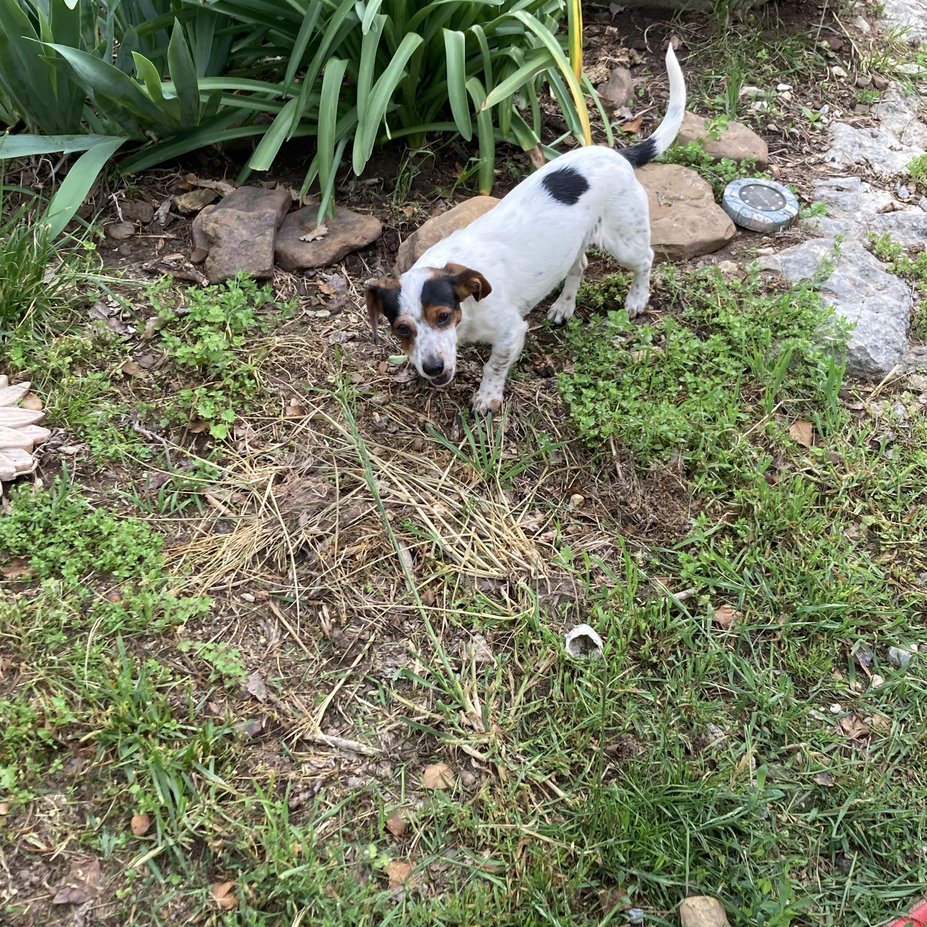 Enlarge HOLLY, a Adopted mixed breed in Fayetteville, AR image 2/3