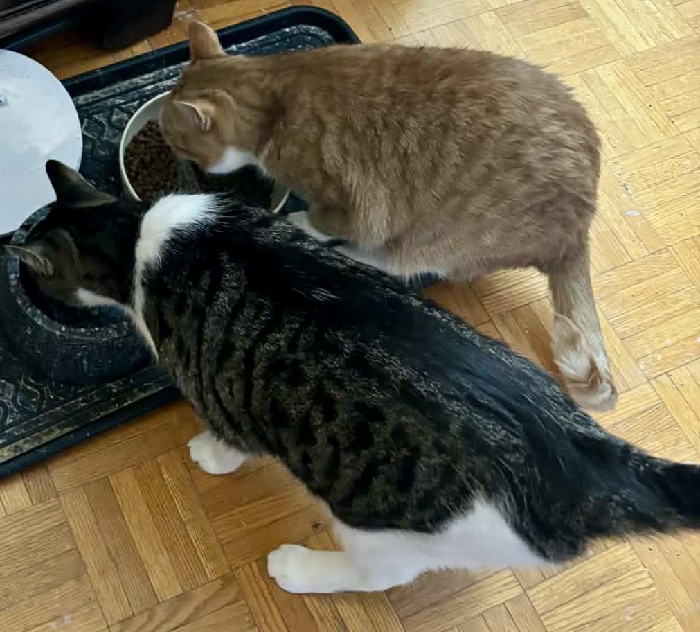 Toulouse and Baloo- dual adoption, a ADOPTABLE Domestic Short Hair in Pointe-Claire, QC image 1/3