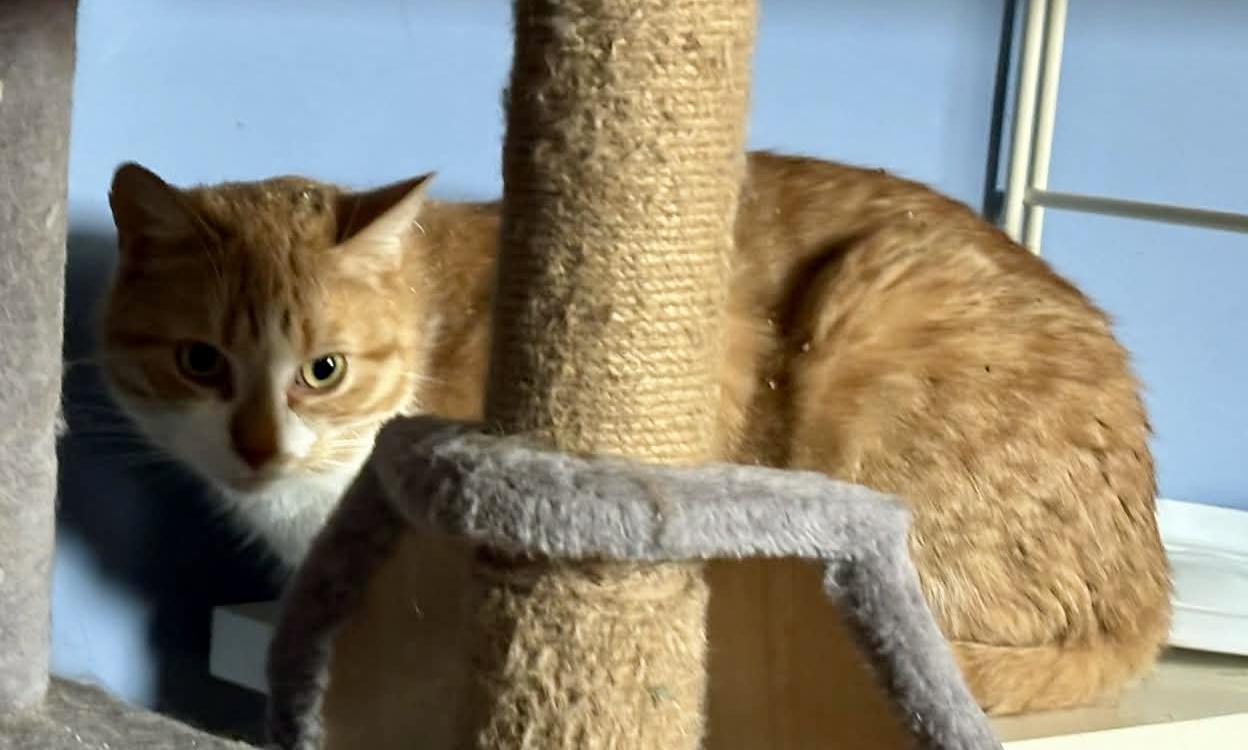 Toulouse and Baloo- dual adoption, a ADOPTABLE Domestic Short Hair in Pointe-Claire, QC image 2/3