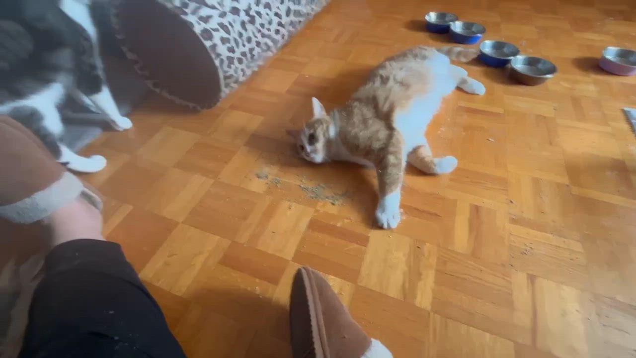 Enlarge Toulouse and Baloo- dual adoption, a ADOPTABLE Domestic Short Hair in Pointe-Claire, QC video 3/3