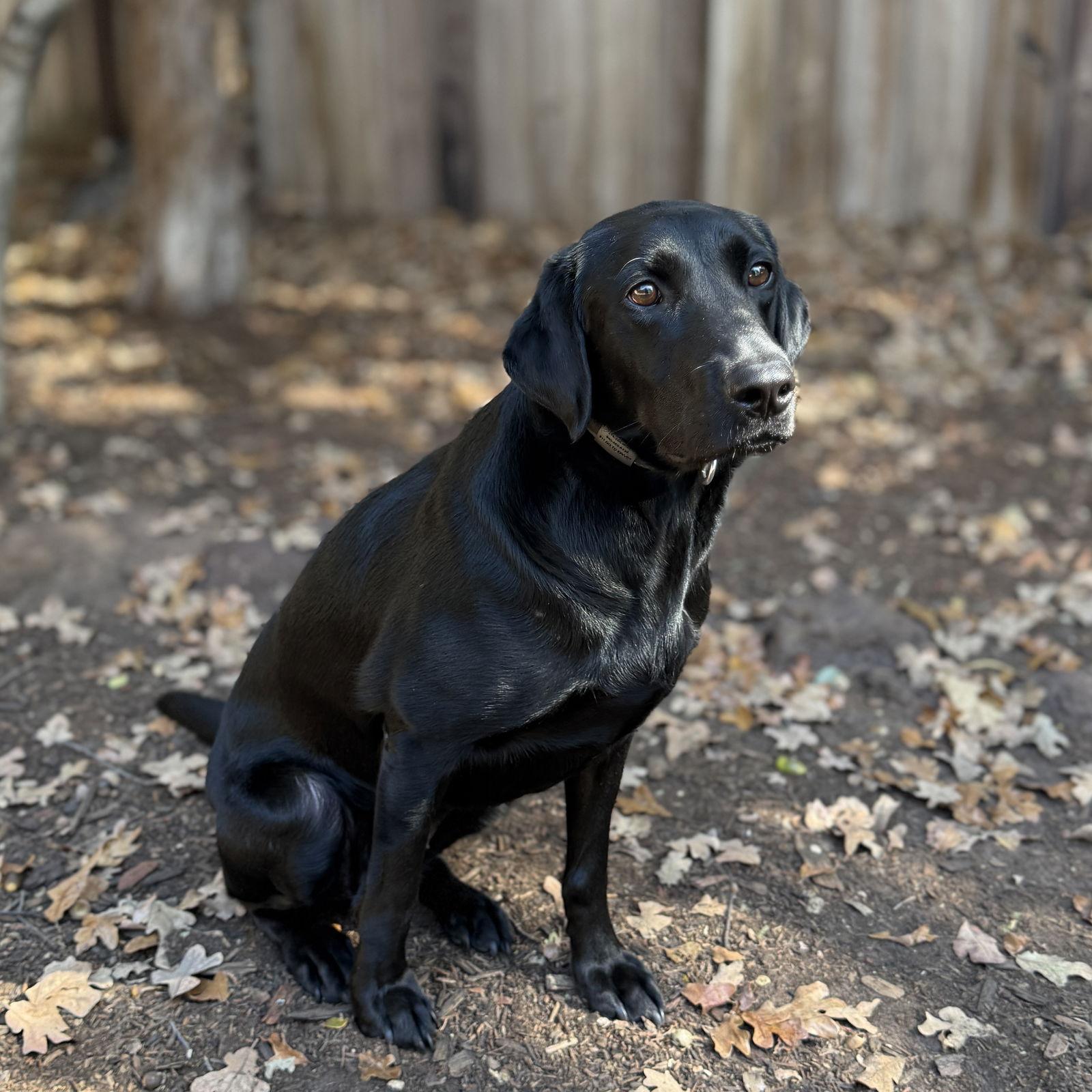 Charlette, a Adoptable Labrador Retriever in Denton, TX image 1/3
