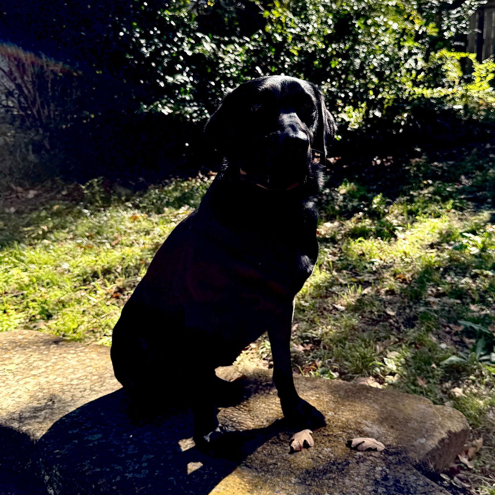 Charlette, Adoptable, Adult Female Labrador Retriever.