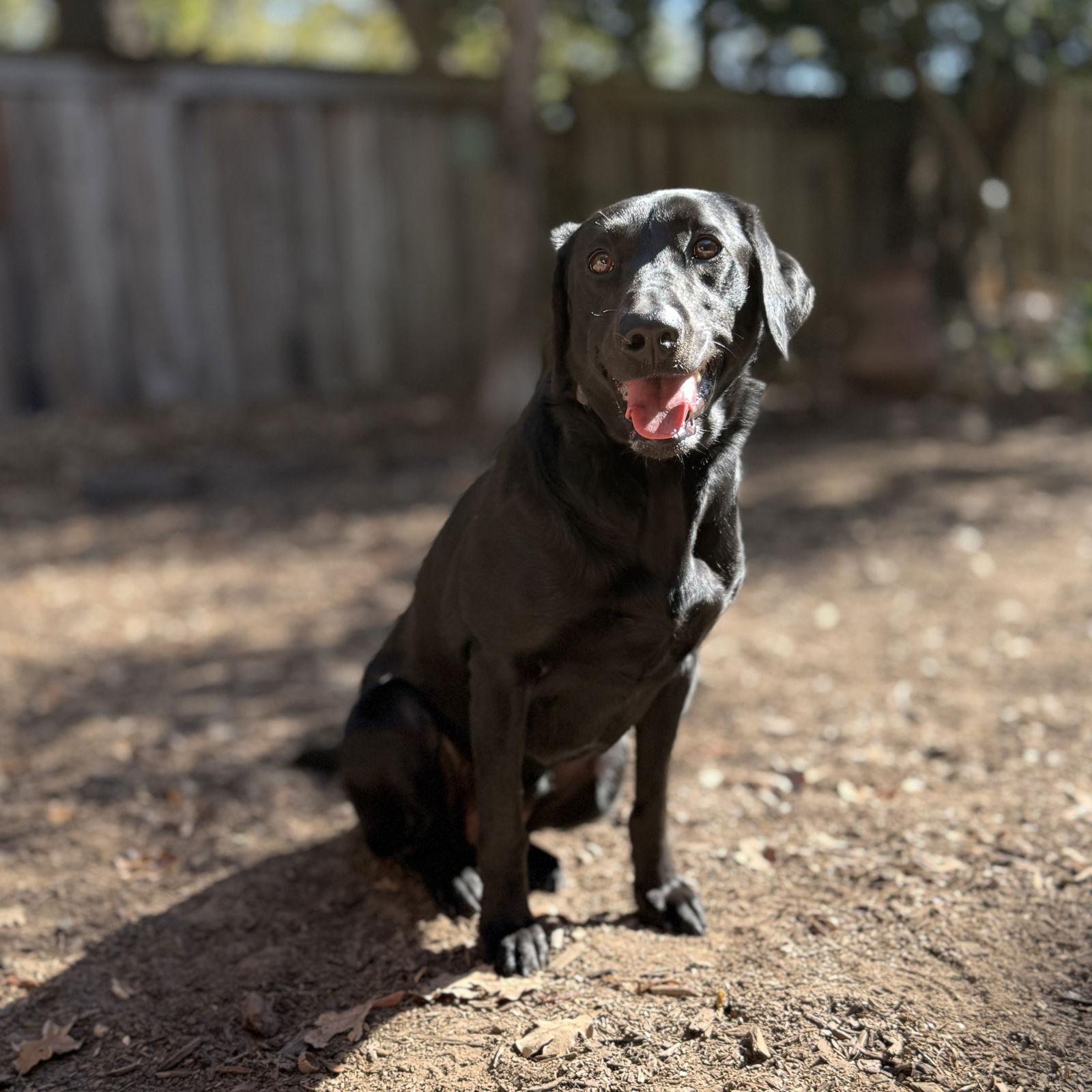 Charlette, a Adoptable Labrador Retriever in Denton, TX image 3/3