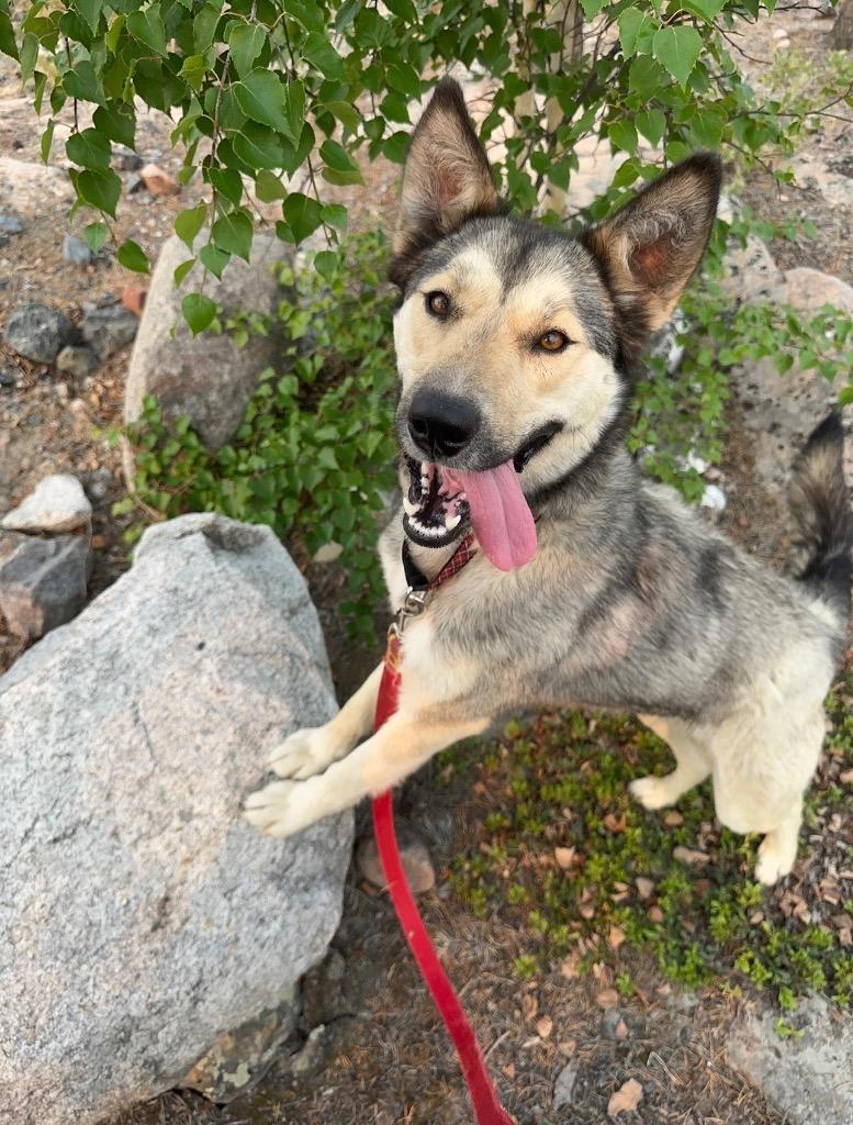 Toopy, Adoptable, Young Female Husky.