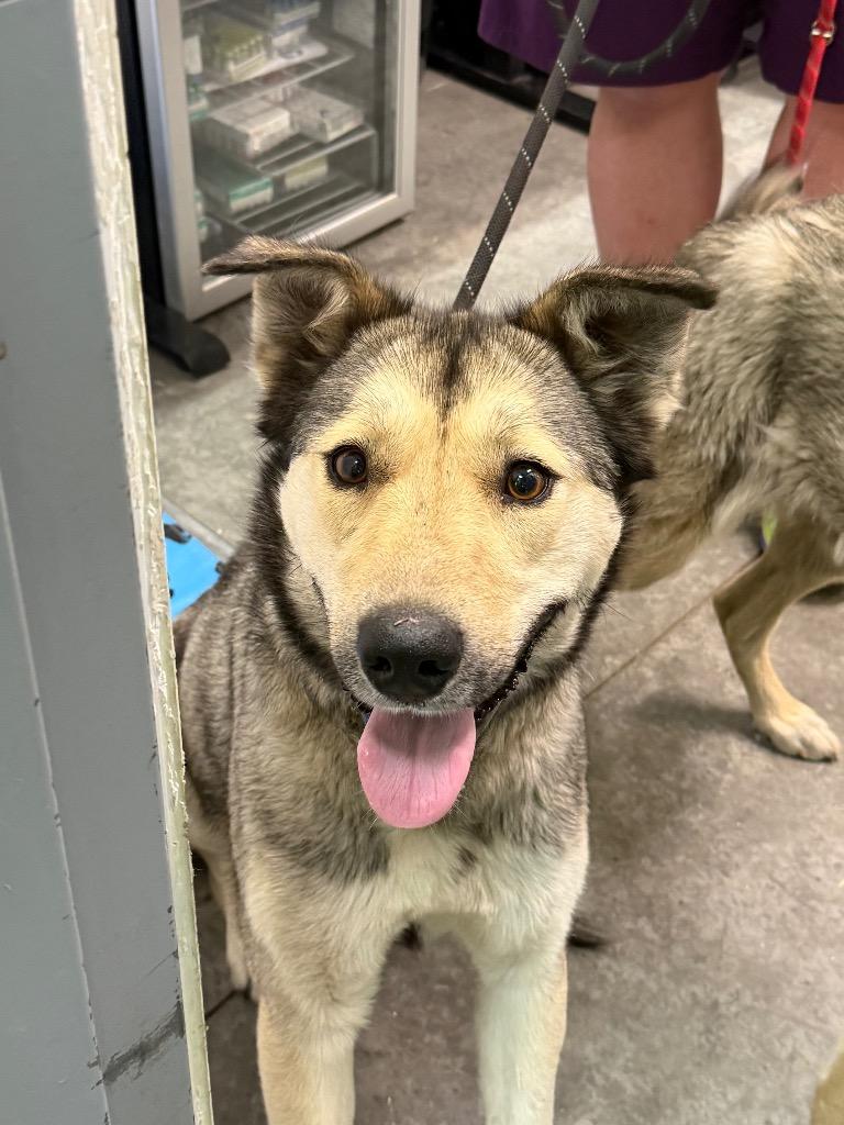 Toopy, a Adoptable mixed breed in Yellowknife, NT image 1/2