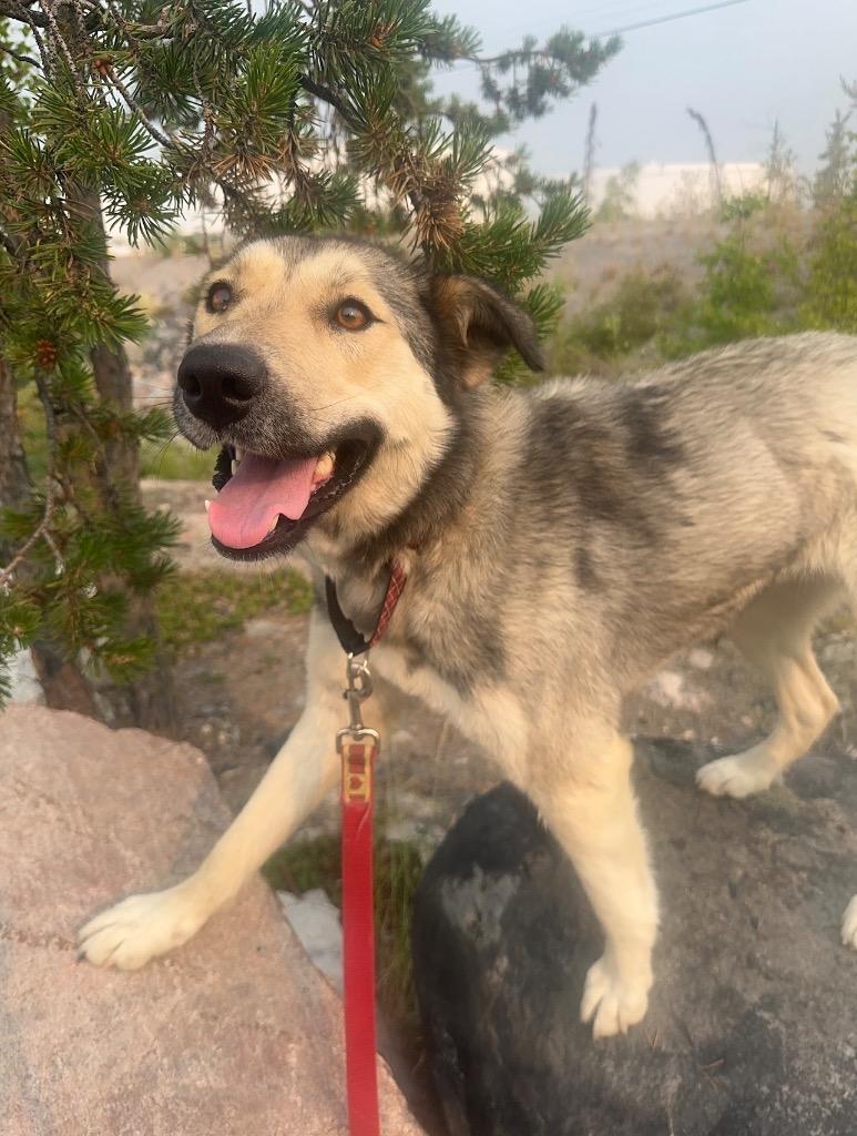 Enlarge Toopy, a Adoptable mixed breed in Yellowknife, NT image 2/5