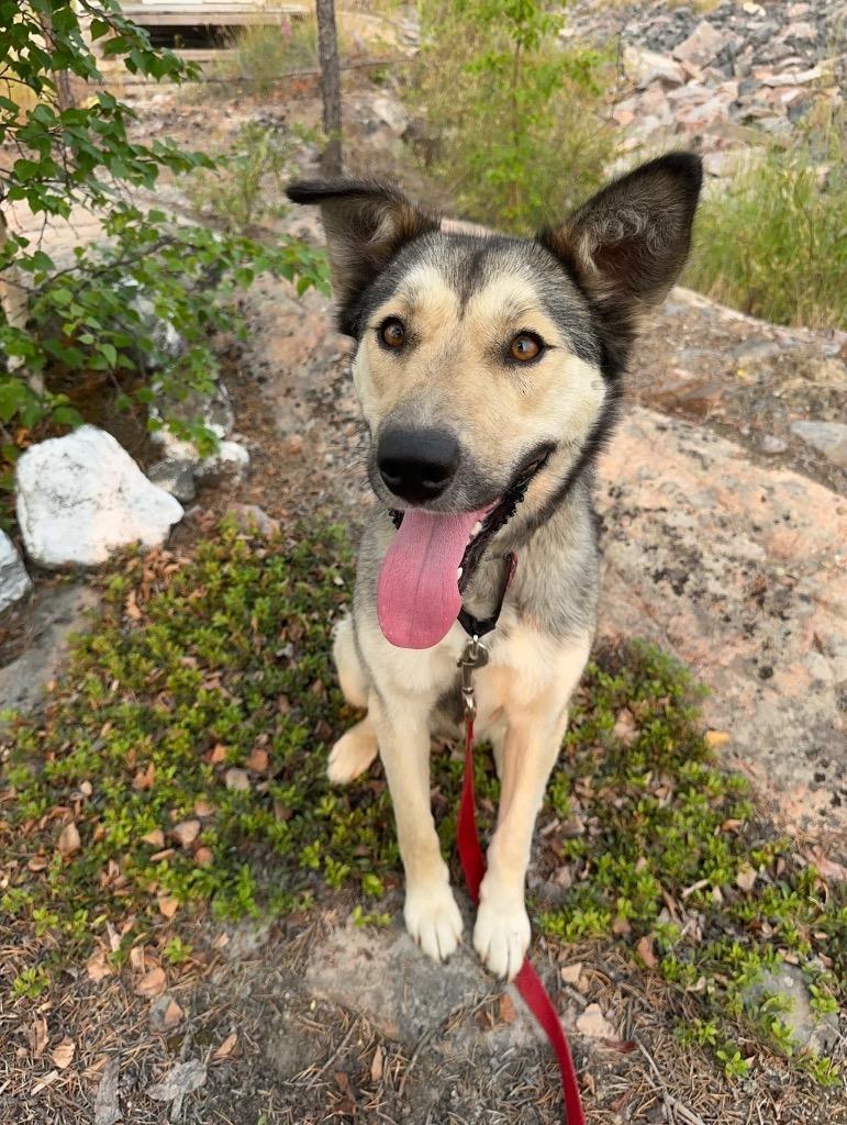 Enlarge Toopy, a Adoptable mixed breed in Yellowknife, NT image 3/5