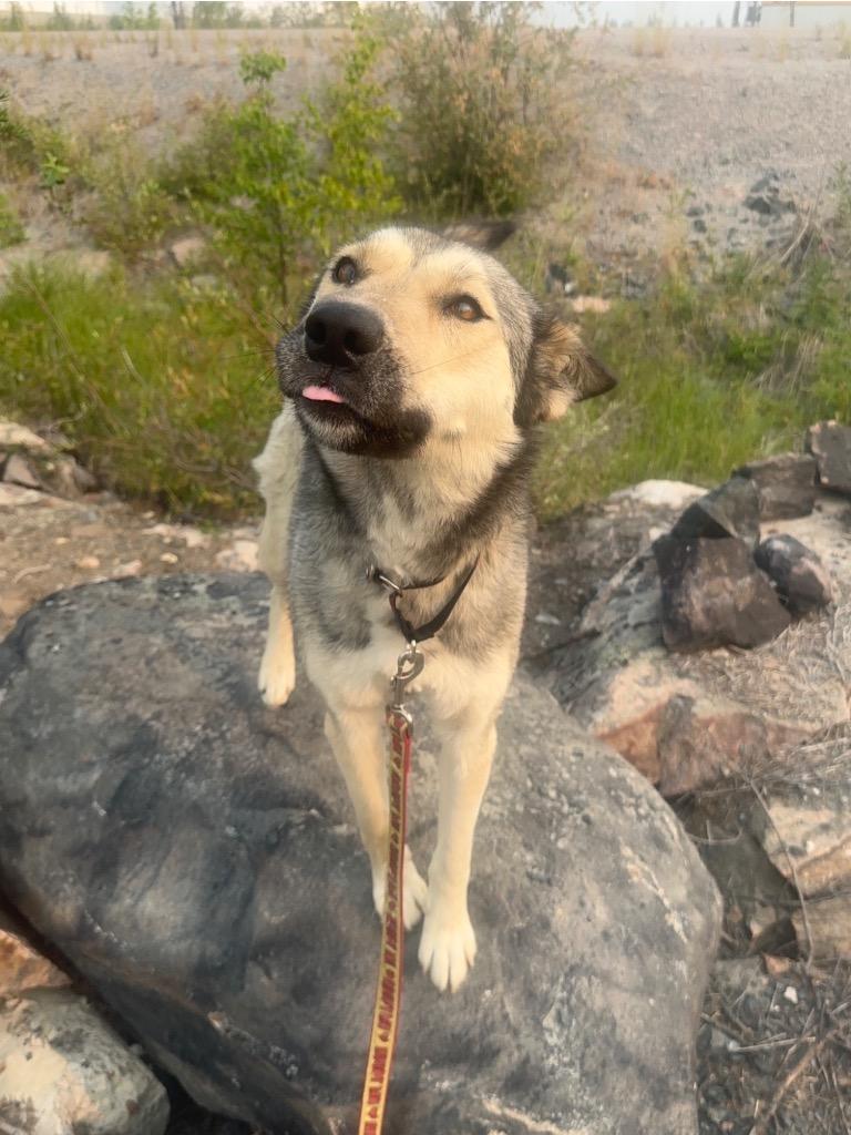 Enlarge Toopy, a Adoptable mixed breed in Yellowknife, NT image 4/5