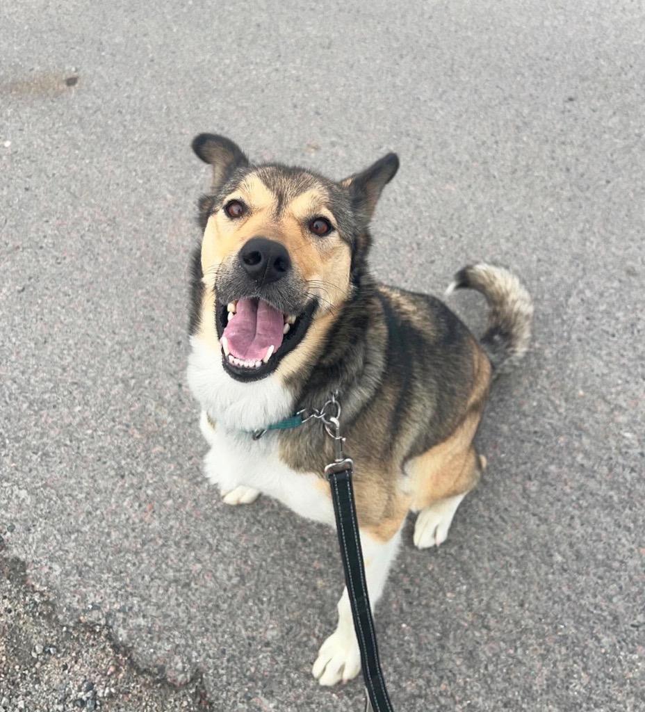 Toopy, a Adoptable mixed breed in Yellowknife, NT image 2/2