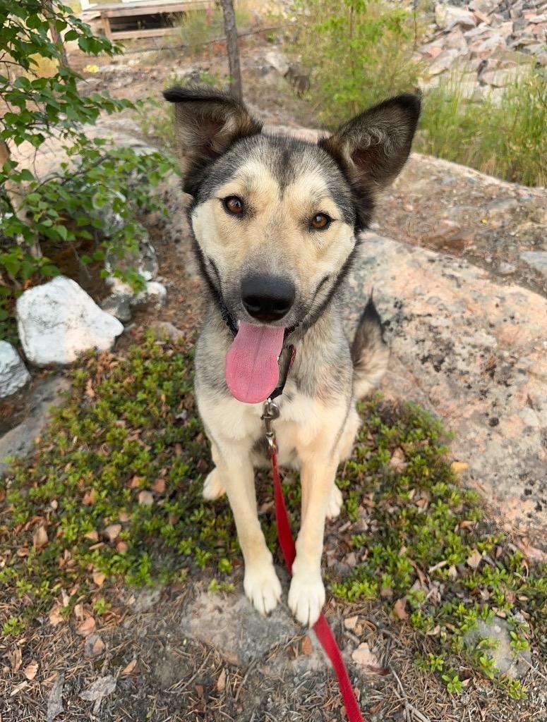 Enlarge Toopy, a Adoptable mixed breed in Yellowknife, NT image 5/5