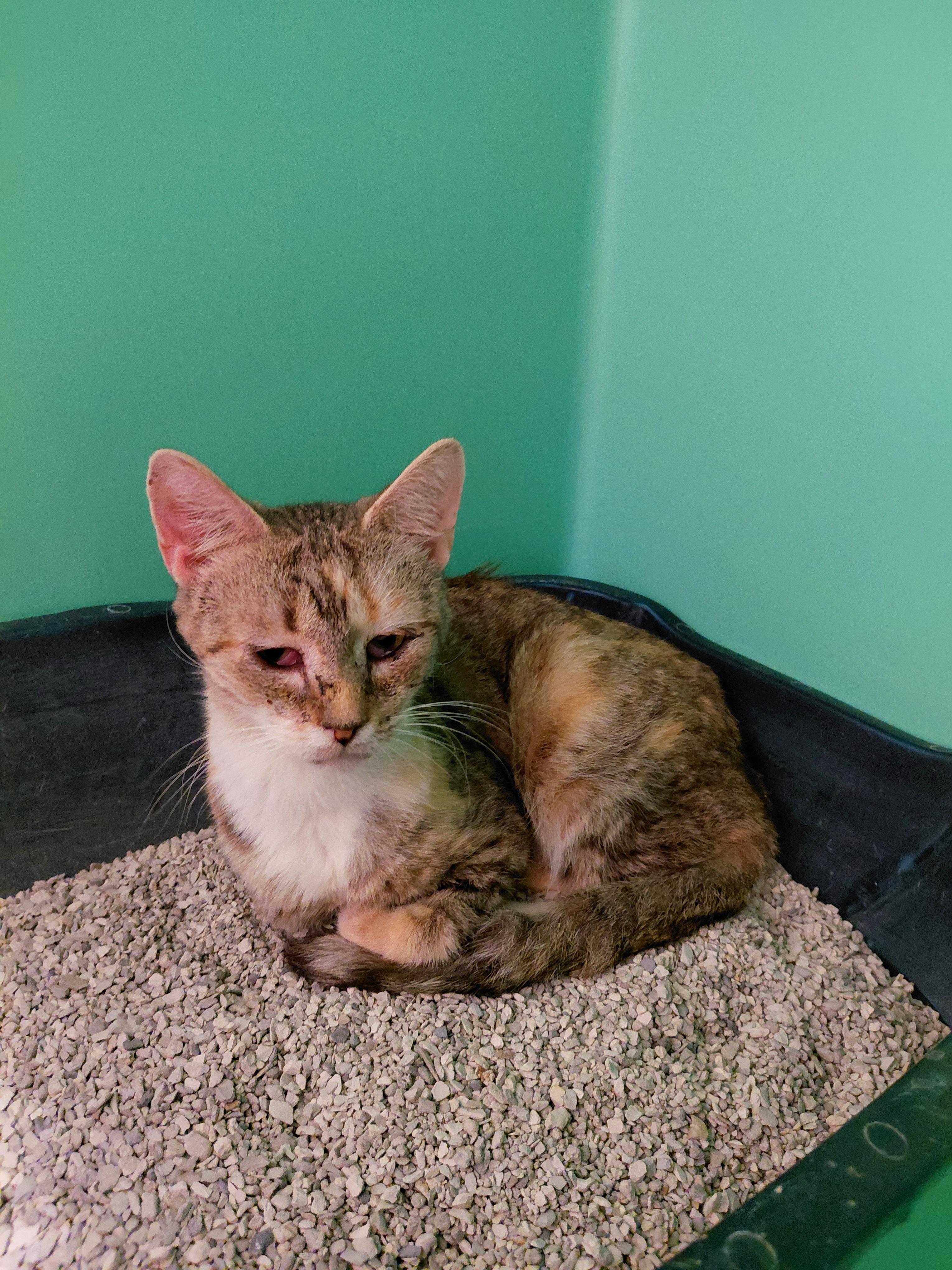 Enlarge Helene, a Adoptable Domestic Short Hair in Stanley, VA image 1/1