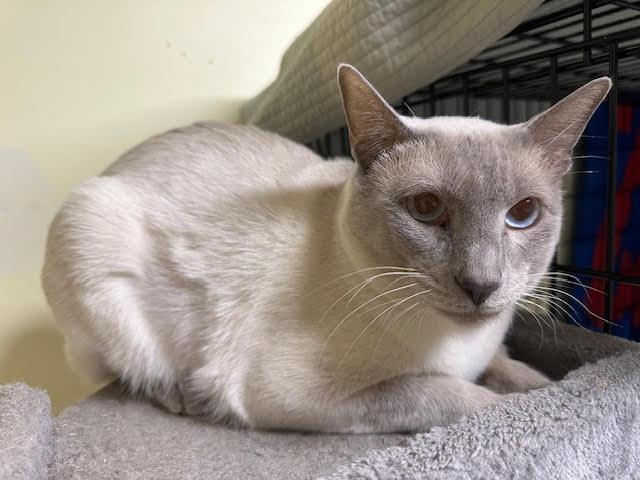Nimbus, Adopted, Adult Male Siamese.