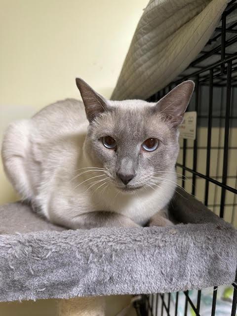 Nimbus, a Adopted Siamese in Broomall, PA image 2/3