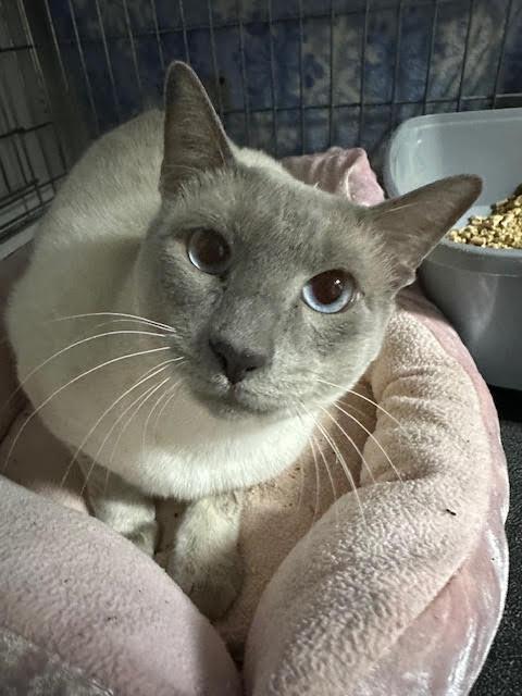 Nimbus, a Adopted Siamese in Broomall, PA image 3/3
